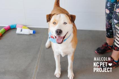 Enlarge Malcolm, a Adoptable mixed breed in Kansas City, MO image 2/3