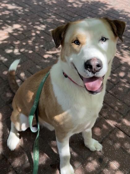 Enlarge Malcolm, a Adoptable mixed breed in Kansas City, MO image 3/3