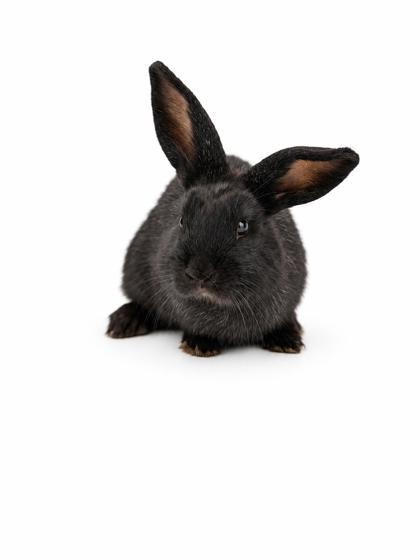 Pepper photo