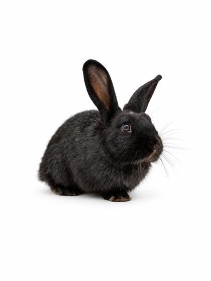 Enlarge Pepper, a Adoptable mixed breed in Bowling Green, KY image 2/3