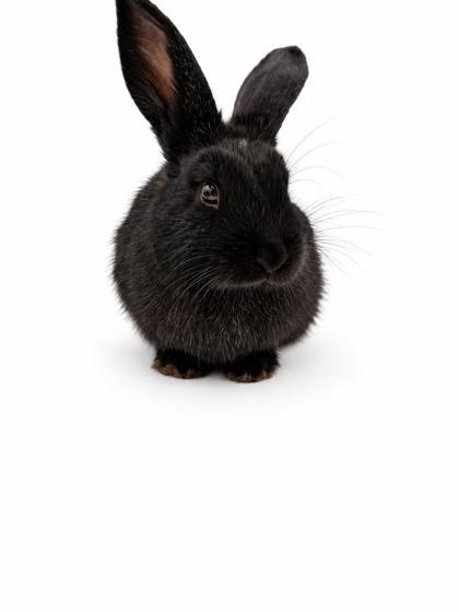 Enlarge Pepper, a Adoptable mixed breed in Bowling Green, KY image 3/3