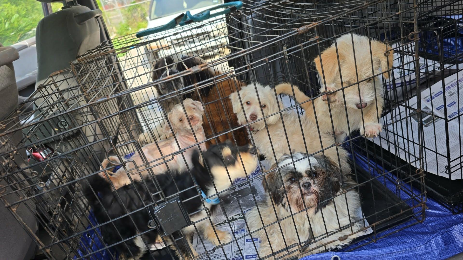 Enlarge Ken, a ADOPTABLE mixed breed in Gainesville, VA image 2/5