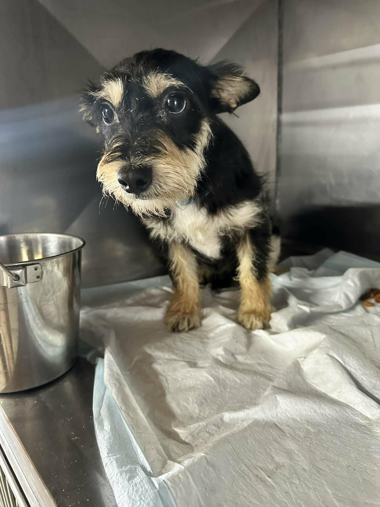 Enlarge Ken, a ADOPTABLE mixed breed in Gainesville, VA image 4/5