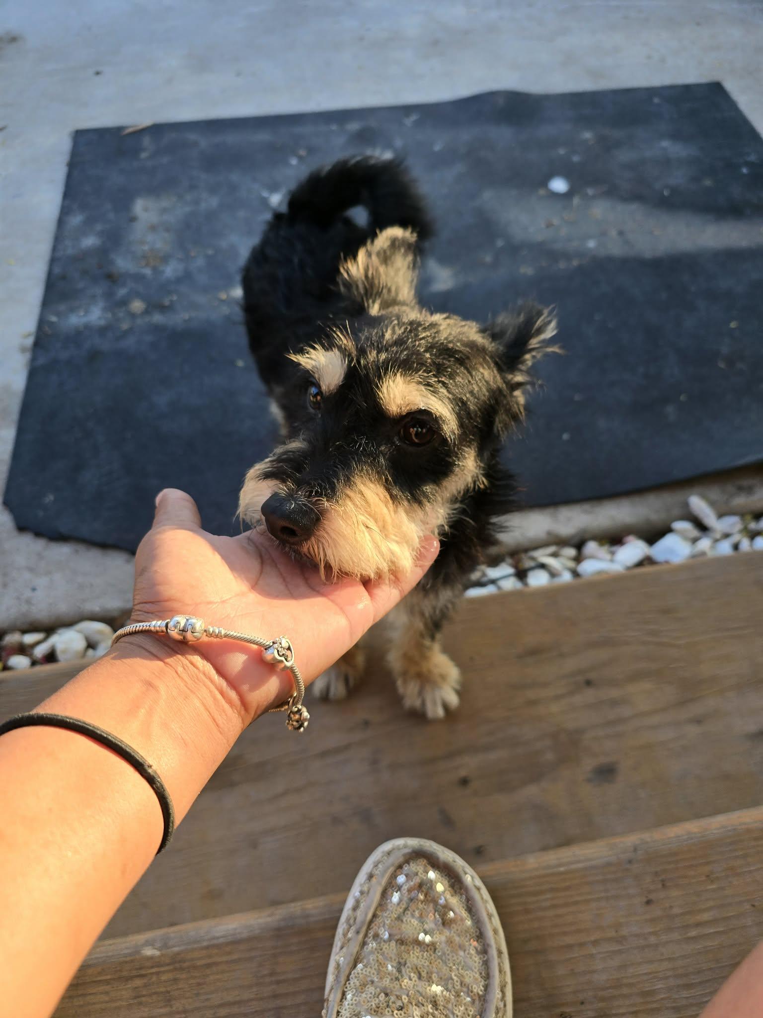 Enlarge Ken, a ADOPTABLE mixed breed in Gainesville, VA image 1/5