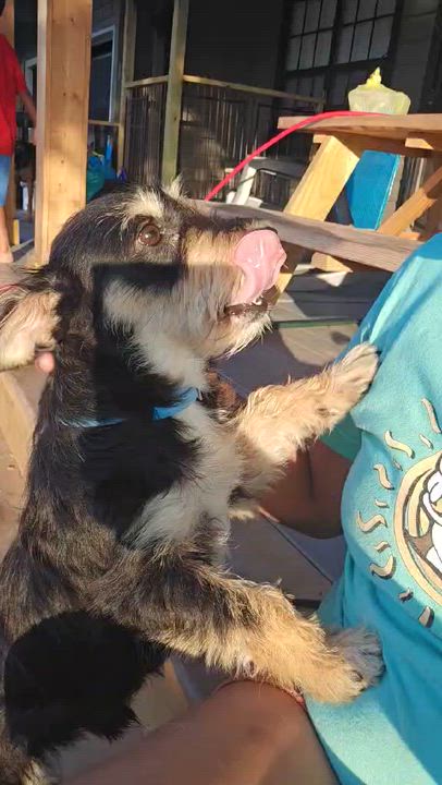 Enlarge Ken, a ADOPTABLE mixed breed in Gainesville, VA video 5/5