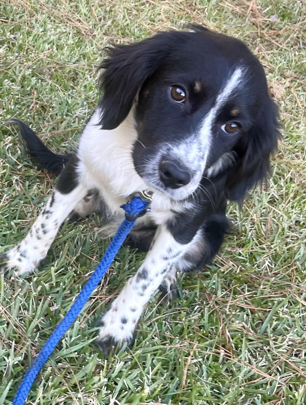 Enlarge KC, an adopted mixed breed in Warwick, RI image 5/5