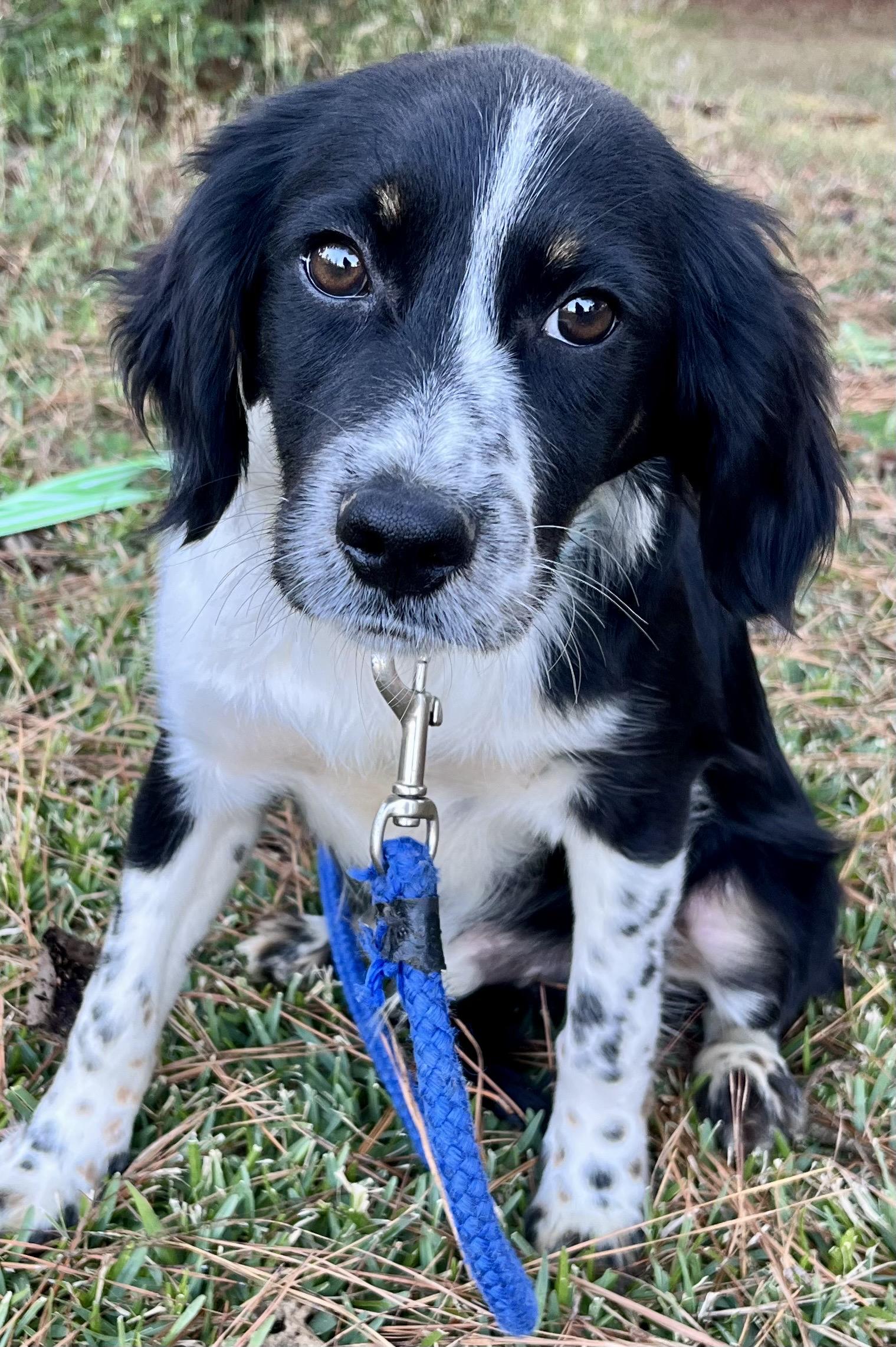 Enlarge KC, an adopted mixed breed in Warwick, RI image 2/5