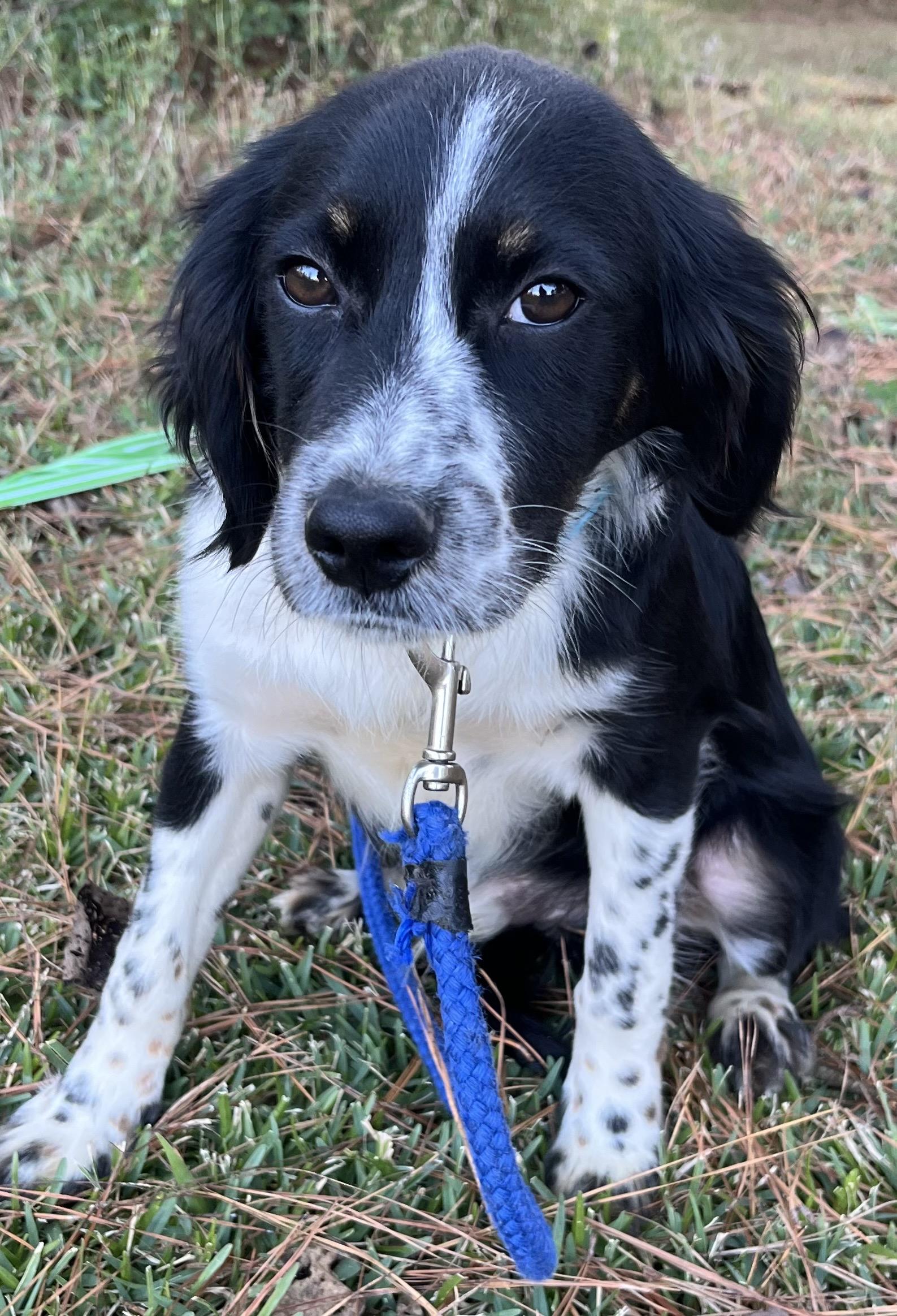 Enlarge KC, an adopted mixed breed in Warwick, RI image 1/5