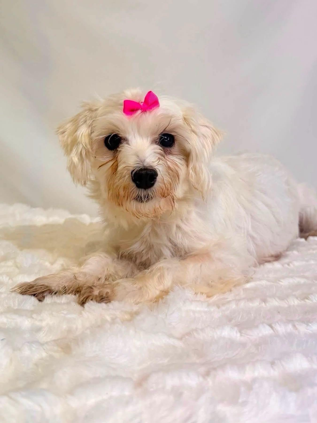 Kiwi, Adoptable, Adult Female Maltese.