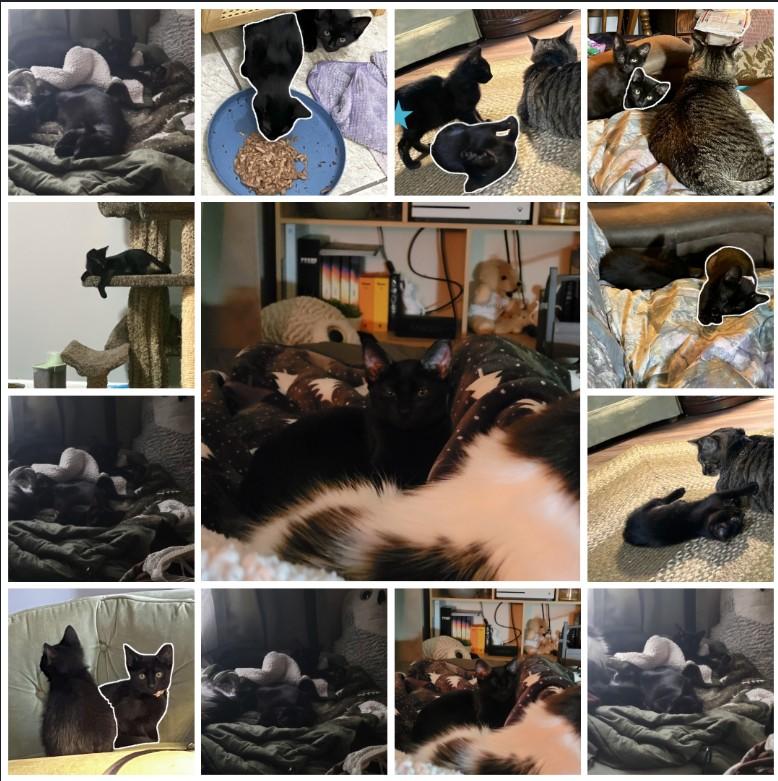 Fruit Bat (MF) — thumbnail 2