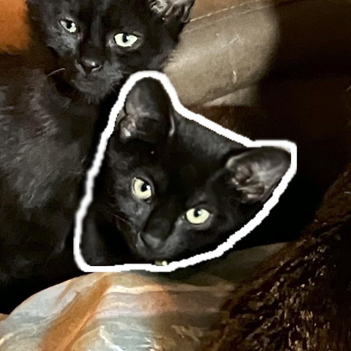 Fruit Bat (MF), Adoptable, Young Female Domestic Short Hair.