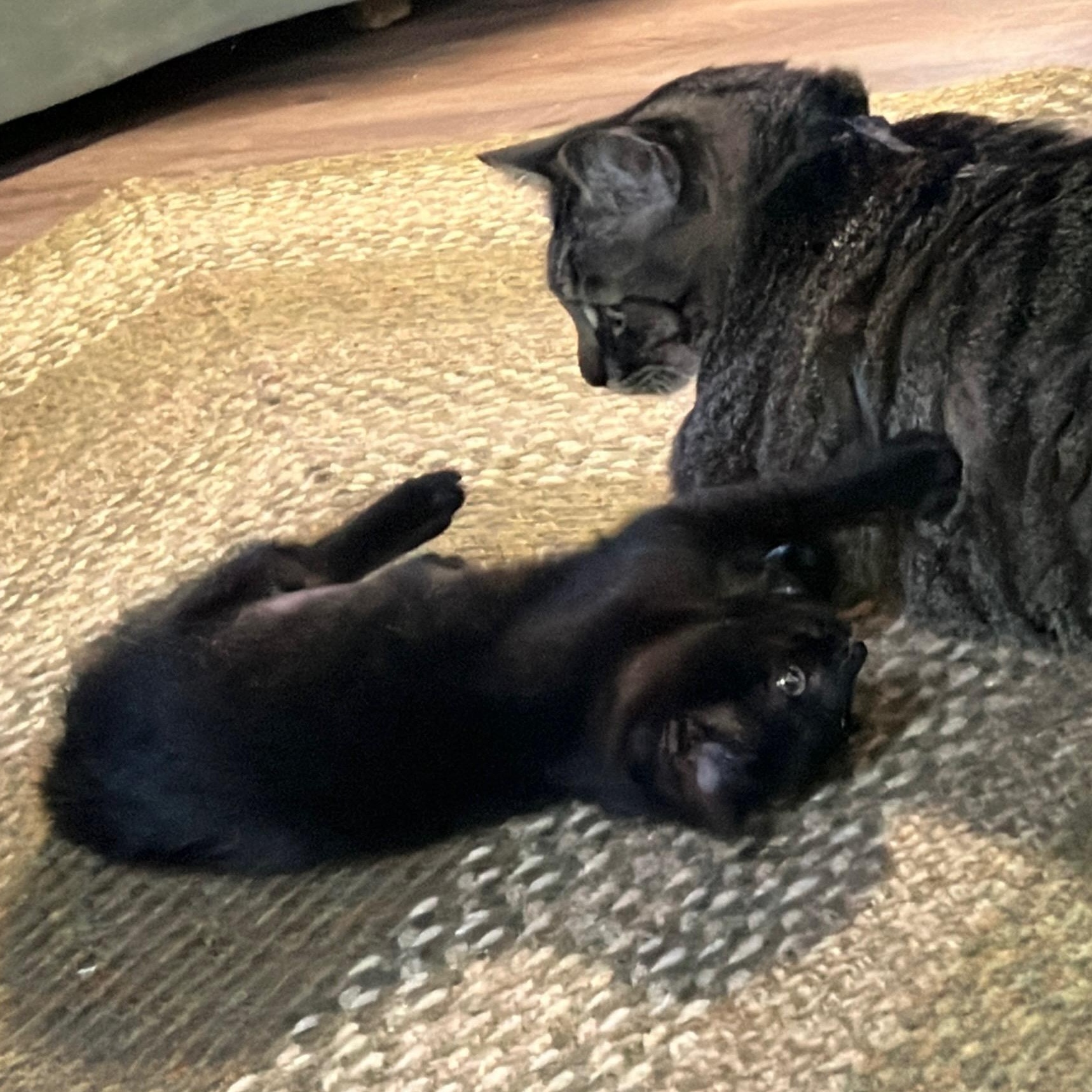 Fruit Bat (MF) — thumbnail 4