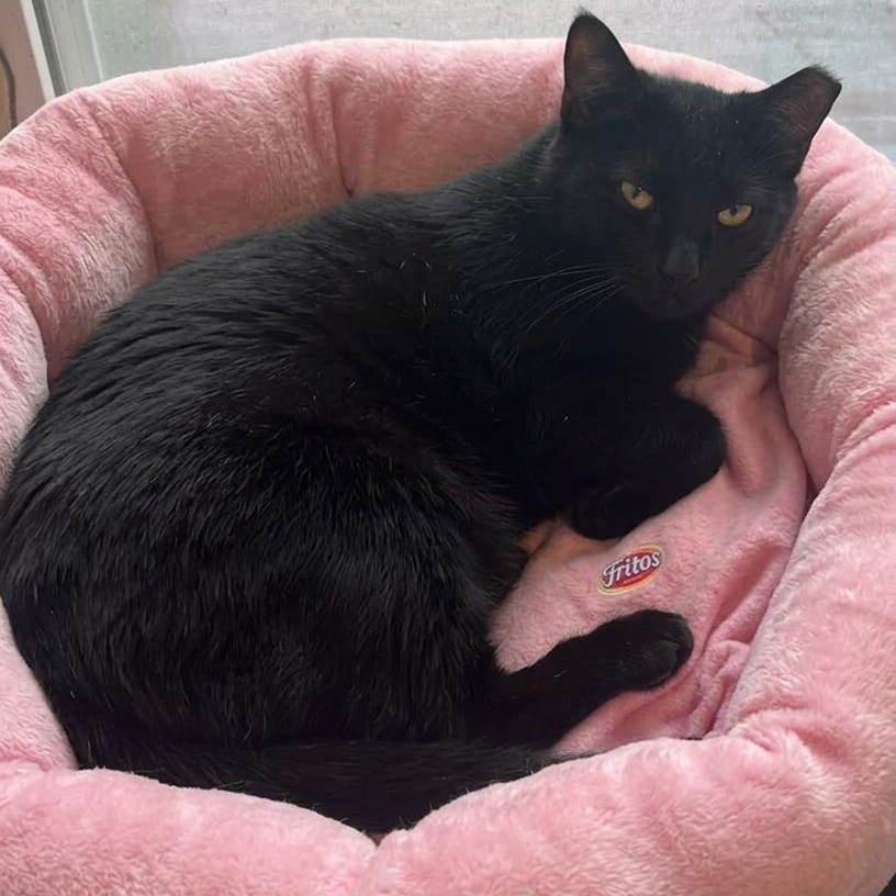 Fruit Bat , a Adoptable Domestic Short Hair in Huddleston, VA image 3/6