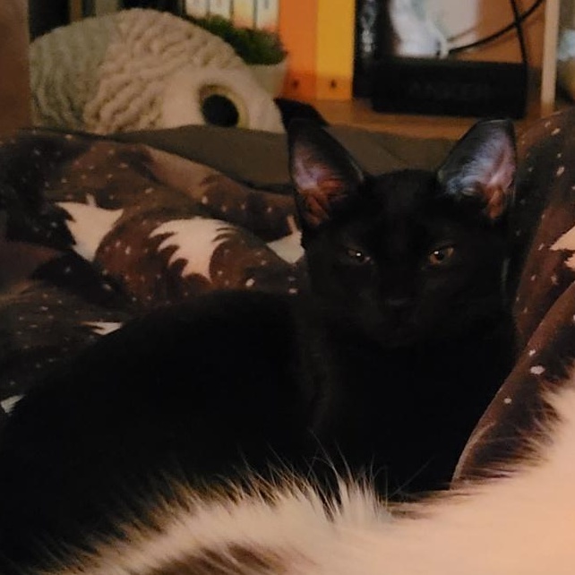 Fruit Bat (MF), Adoptable, Young Female Domestic Short Hair.