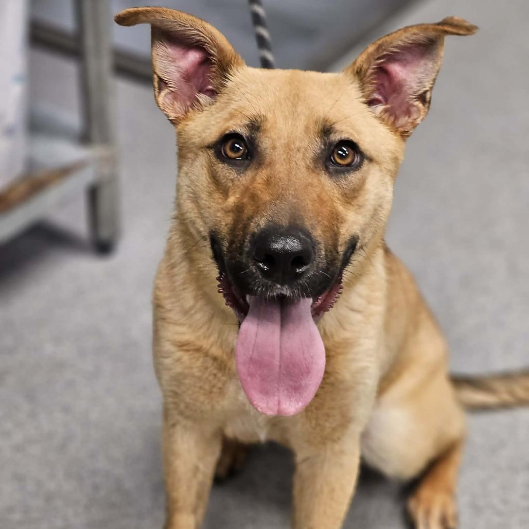 Sonic, Adoptable, Young Female Shepherd.