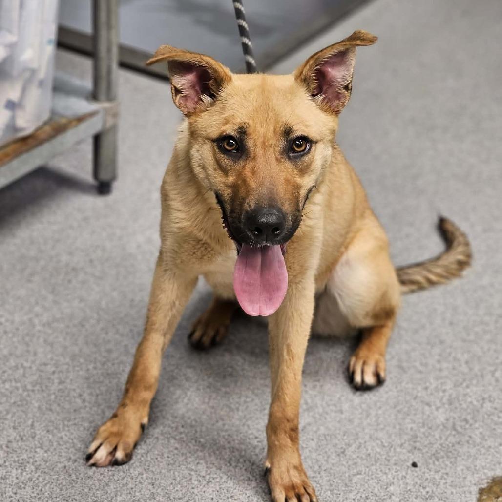 Sonic, a Adoptable Shepherd in Martinsville, VA image 2/2