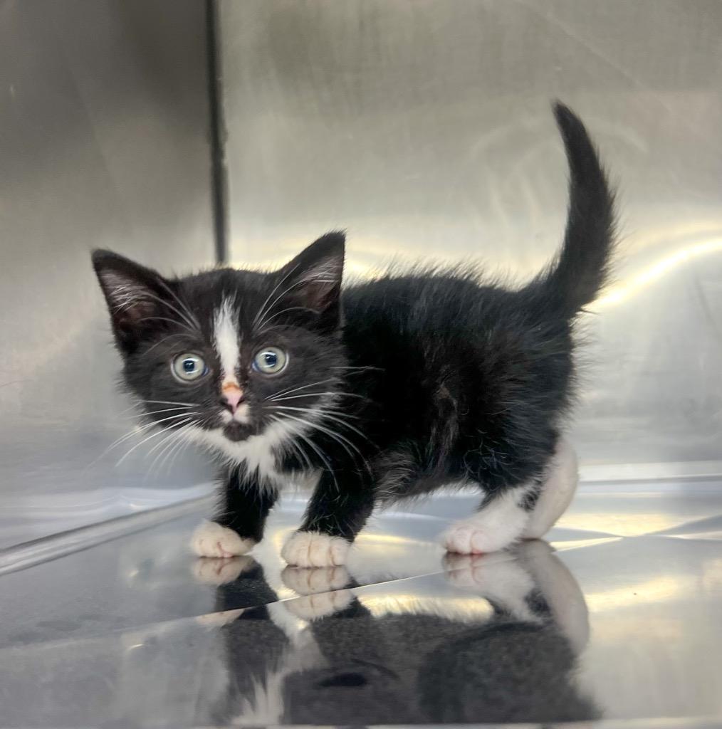 Liza, Adoptable, Kitten Female Domestic Short Hair.
