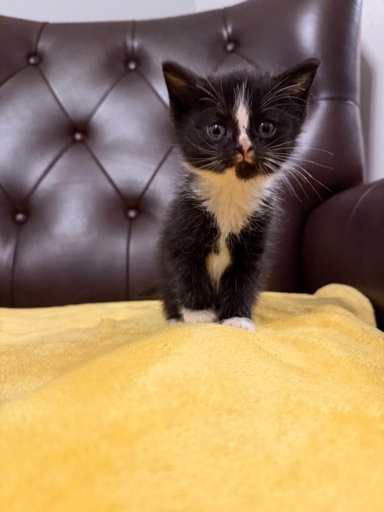 Enlarge Liza, a Adoptable mixed breed in Murray, KY image 1/3
