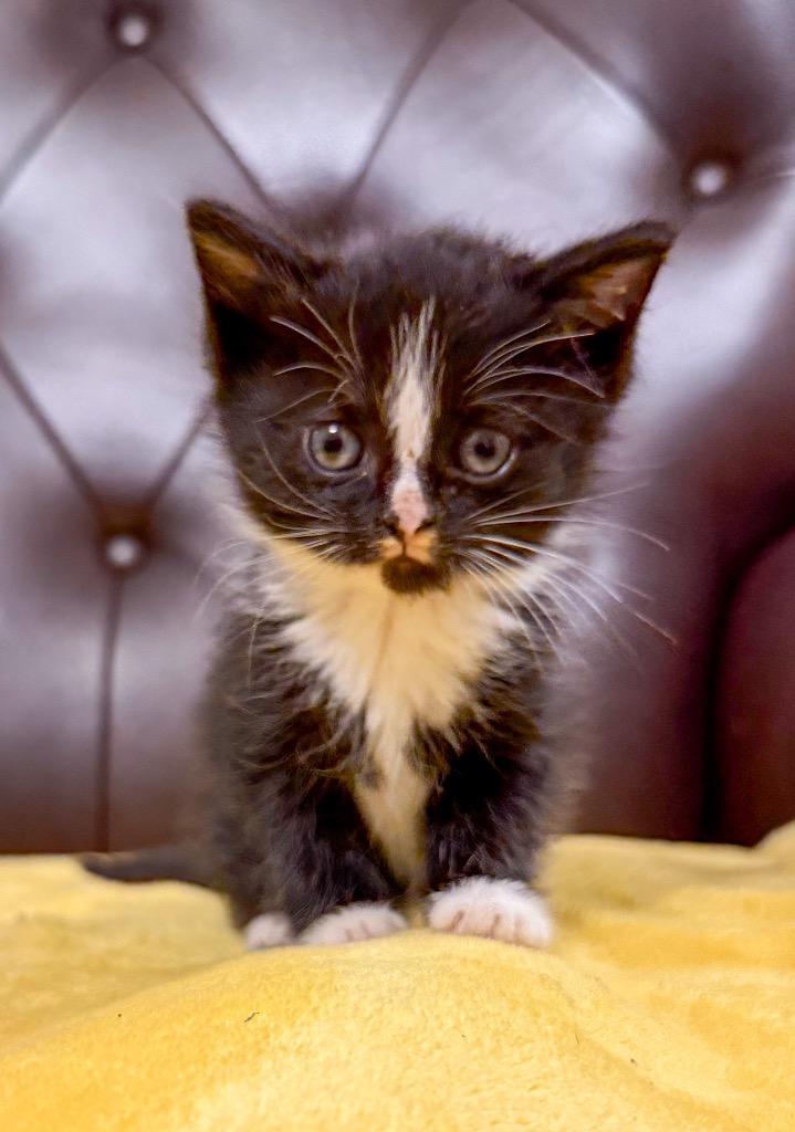 Enlarge Liza, a Adoptable mixed breed in Murray, KY image 3/3