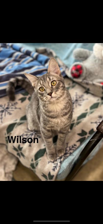 Enlarge Wilson, a Adoptable Domestic Short Hair in Santa Cruz, CA image 1/1