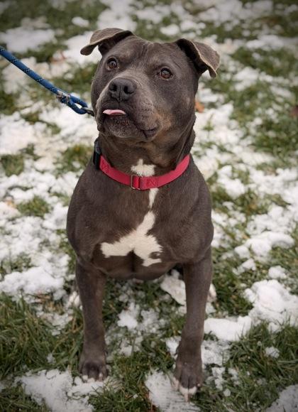 Grey Cash, a Adoptable Mixed Breed in Batavia, OH image 1/3