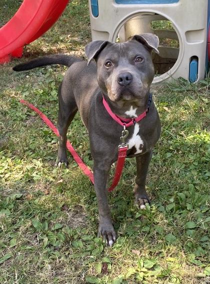 Grey Cash, a Adoptable Mixed Breed in Batavia, OH image 2/3