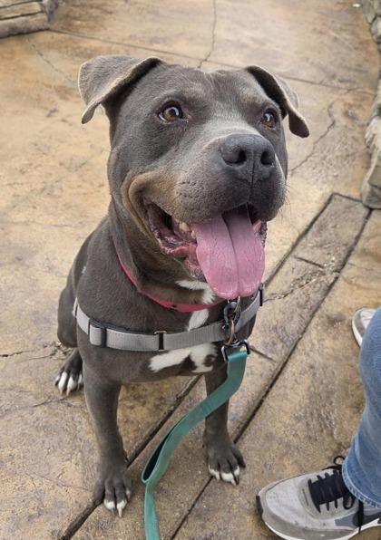 Grey Cash, a Adoptable Mixed Breed in Batavia, OH image 3/3