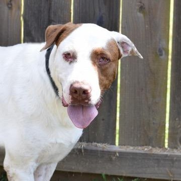 Enlarge Boris, a Adoptable mixed breed in Willis, TX image 5/5