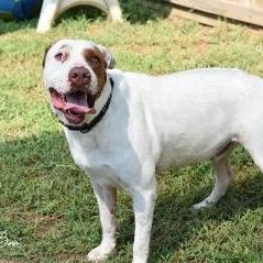 Enlarge Boris, a Adoptable mixed breed in Willis, TX image 4/5