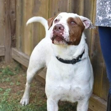 Enlarge Boris, a Adoptable mixed breed in Willis, TX image 2/5