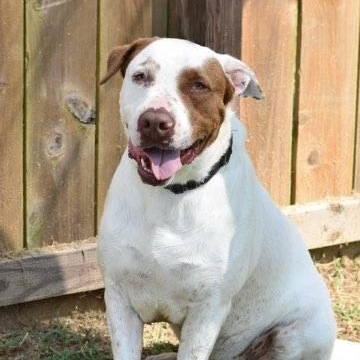 Boris, Adoptable, Adult Male English Pointer & Catahoula Leopard Dog.