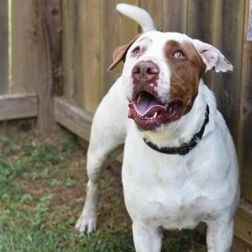 Enlarge Boris, a Adoptable mixed breed in Willis, TX image 3/5