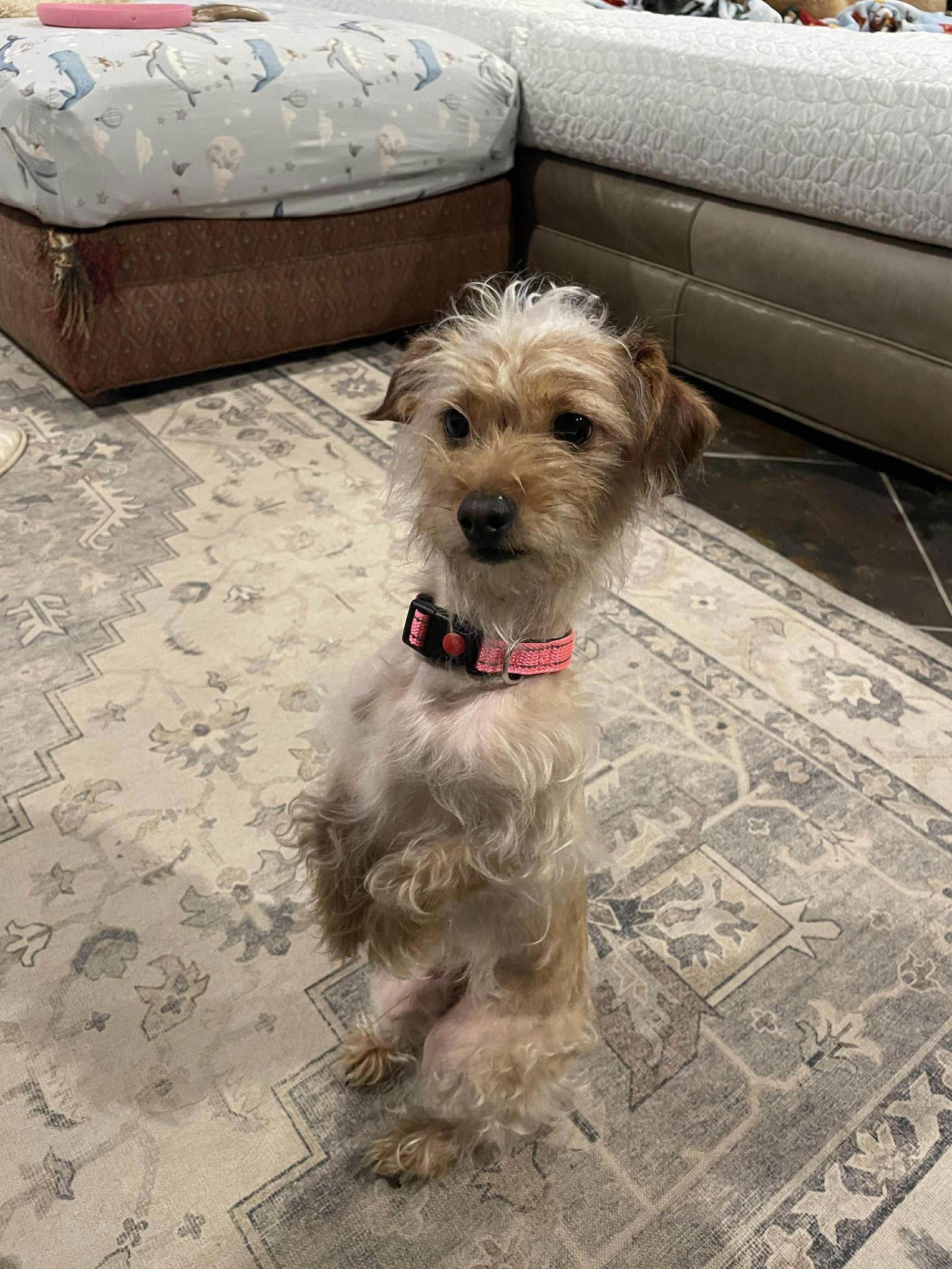 Leo, Adoptable, Young Male Terrier & Poodle.