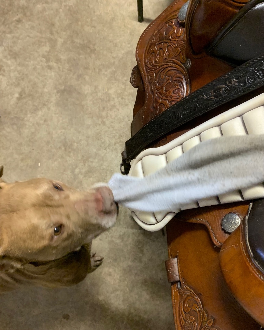 Eddy , Adoptable, Adult Male Chocolate Labrador Retriever & American Bully.