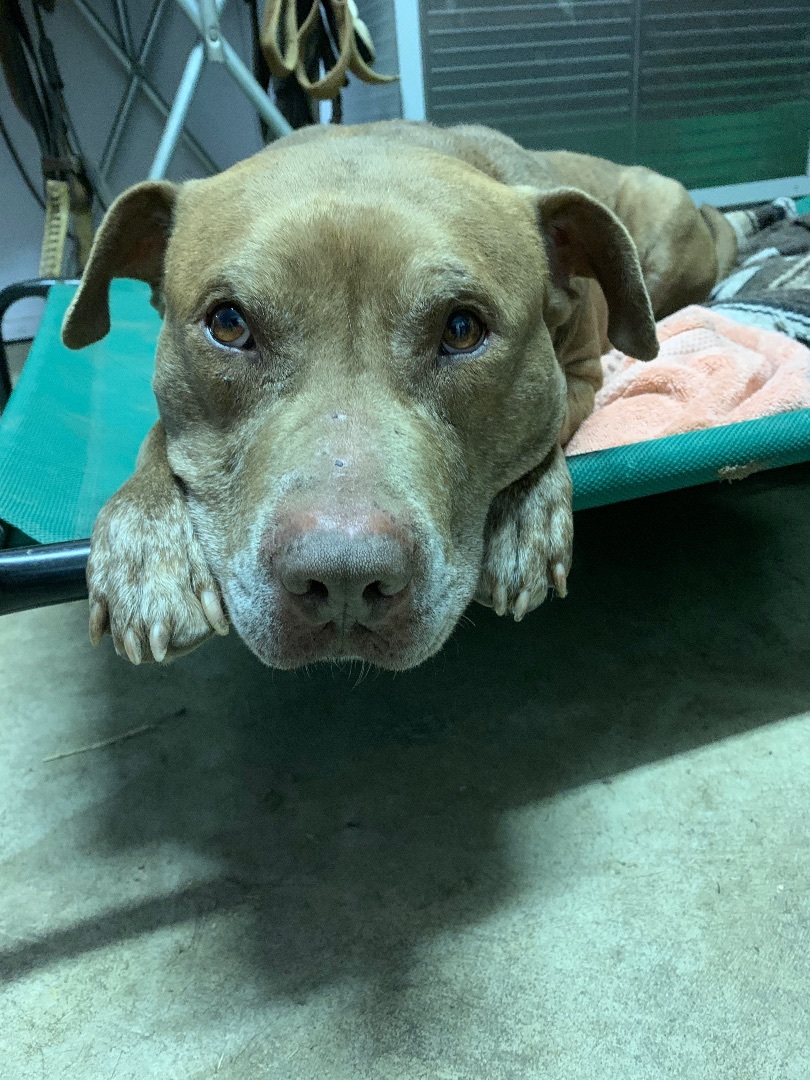 Enlarge Eddy , a Adoptable mixed breed in Anna, TX image 3/12