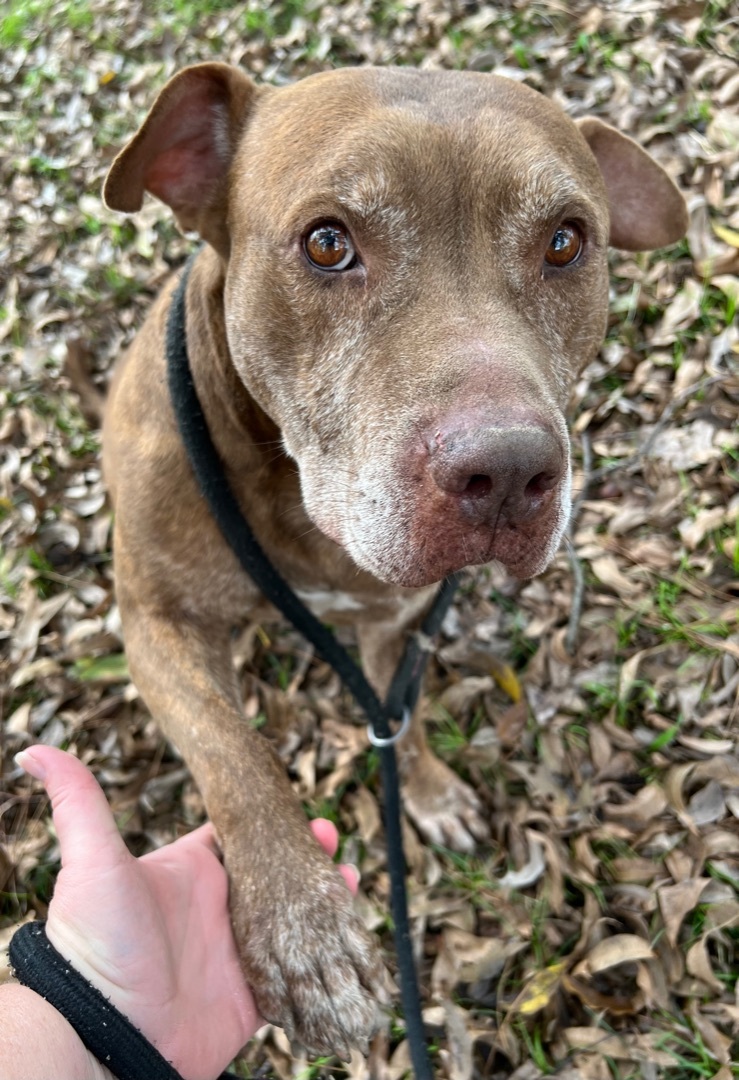 Enlarge Eddy , a Adoptable mixed breed in Anna, TX image 4/12
