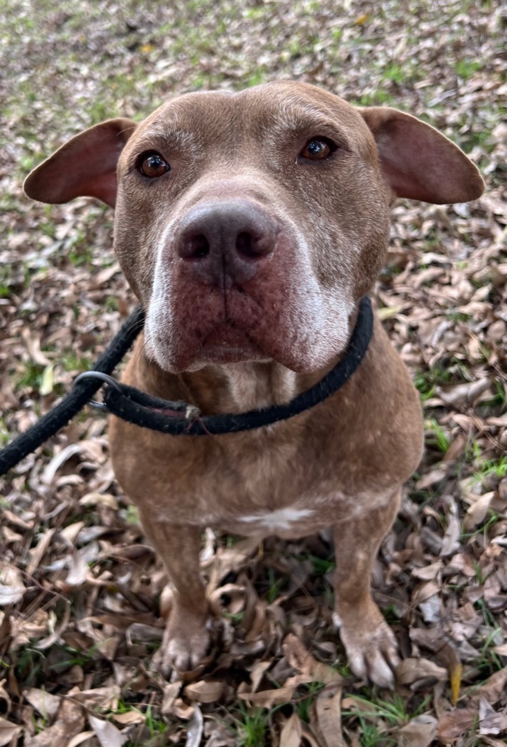 Enlarge Eddy , a Adoptable mixed breed in Anna, TX image 5/12