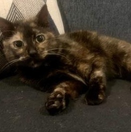 Enlarge Pretty Peyton, a Adoptable mixed breed in Tinley Park, IL image 1/1