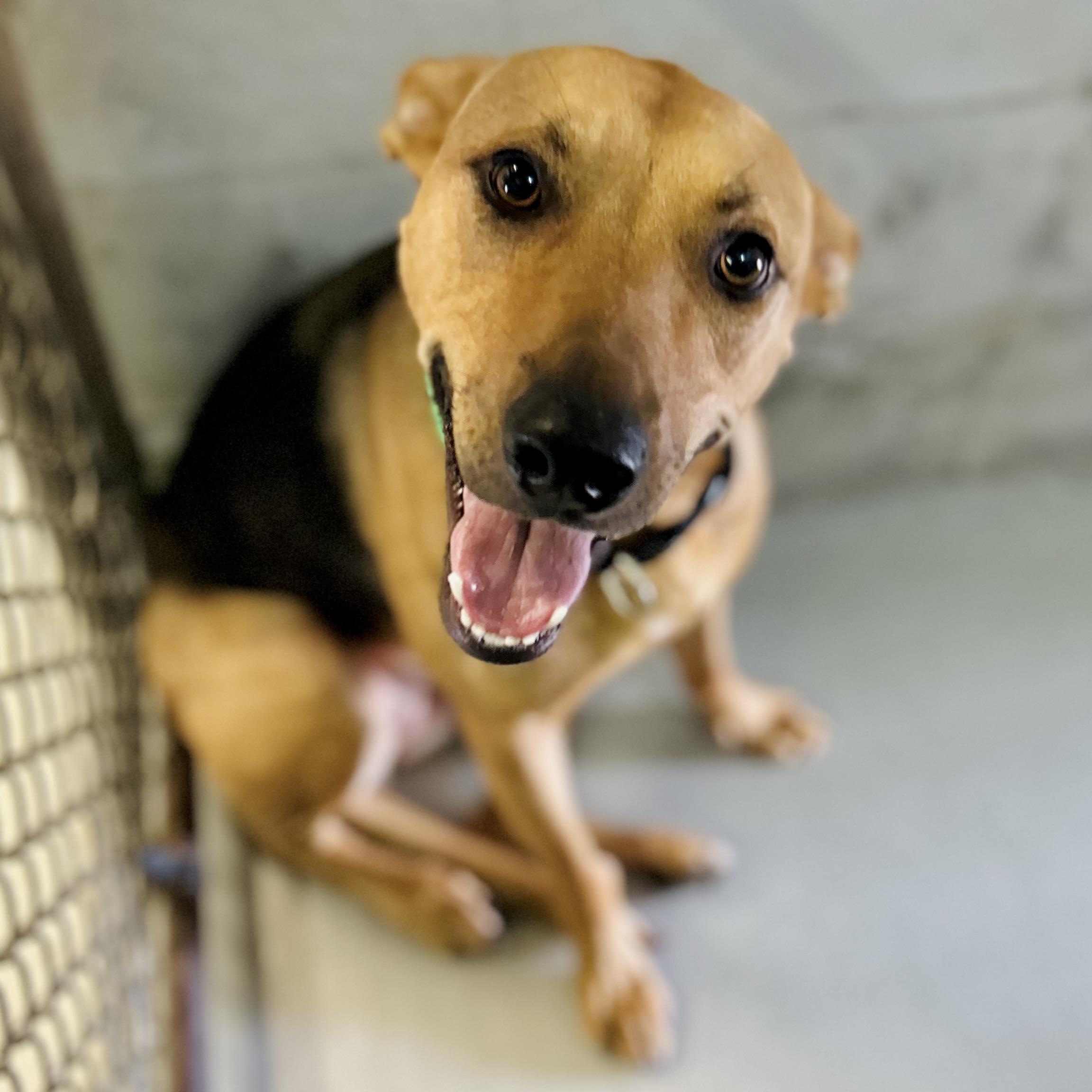 Enlarge Scoob, a ADOPTABLE mixed breed in Seguin, TX image 2/4