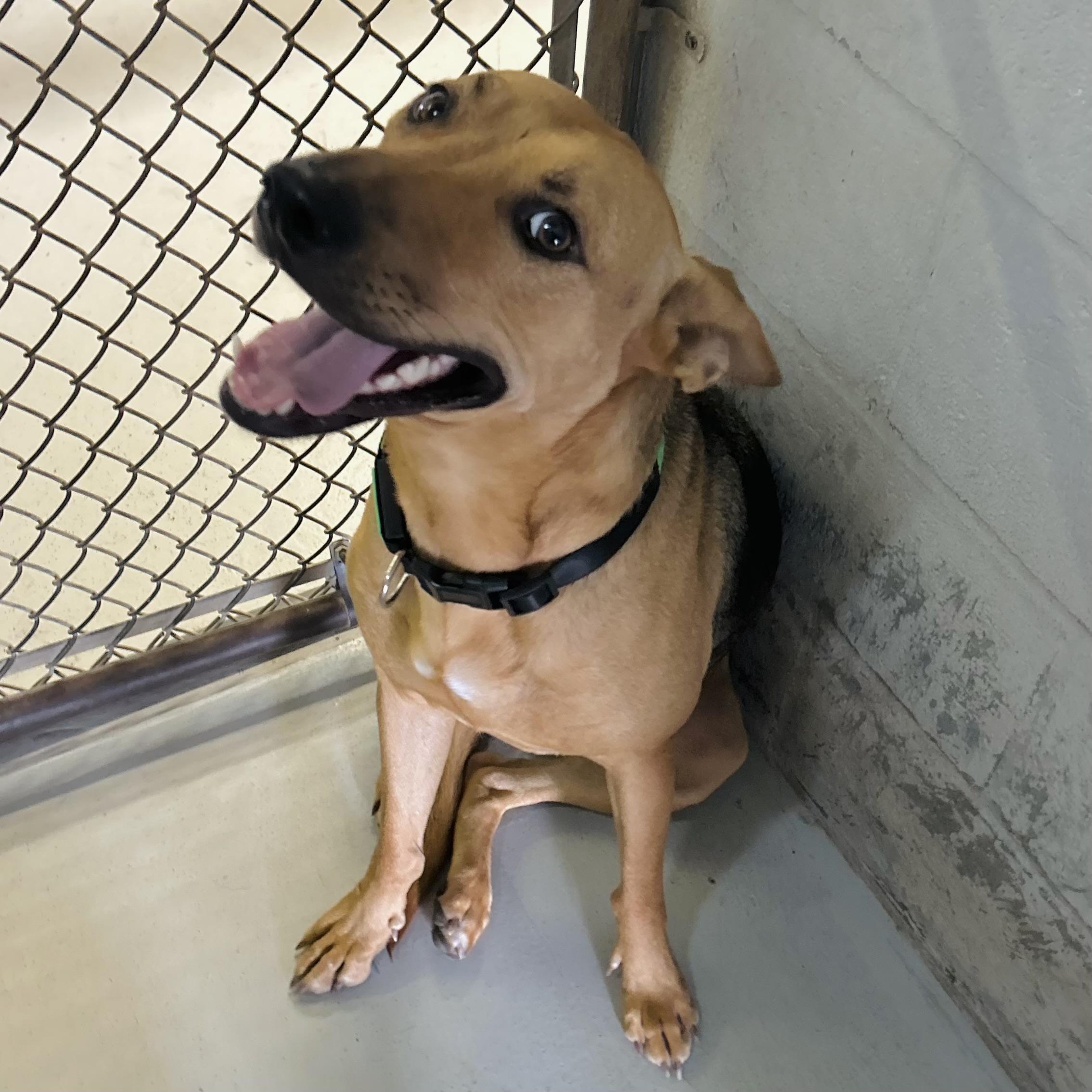 Enlarge Scoob, a ADOPTABLE mixed breed in Seguin, TX image 3/4