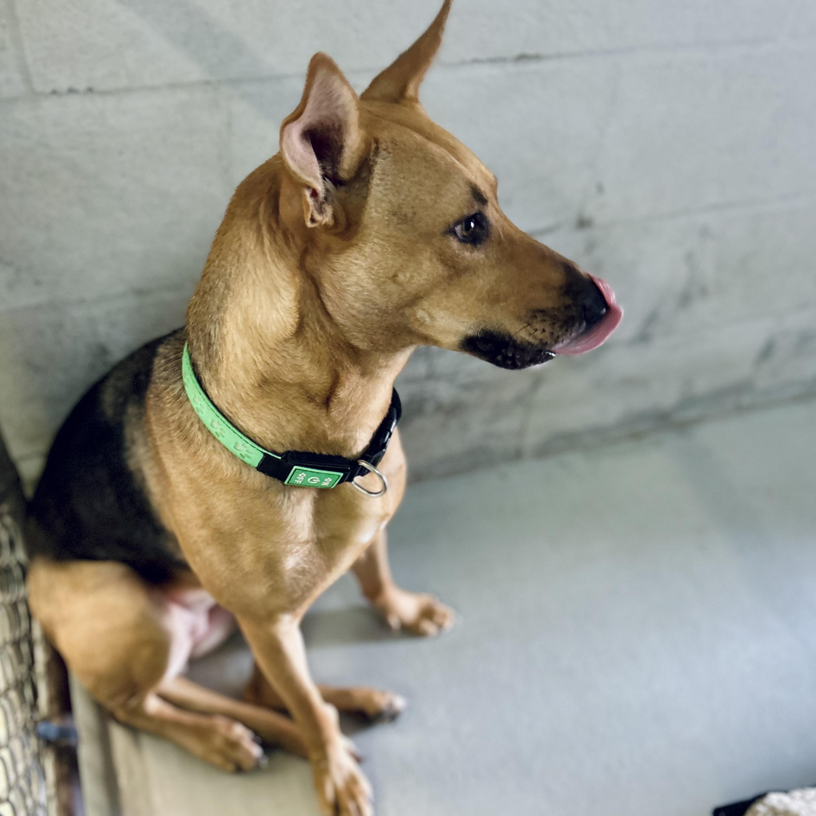 Enlarge Scoob, a ADOPTABLE mixed breed in Seguin, TX image 4/4