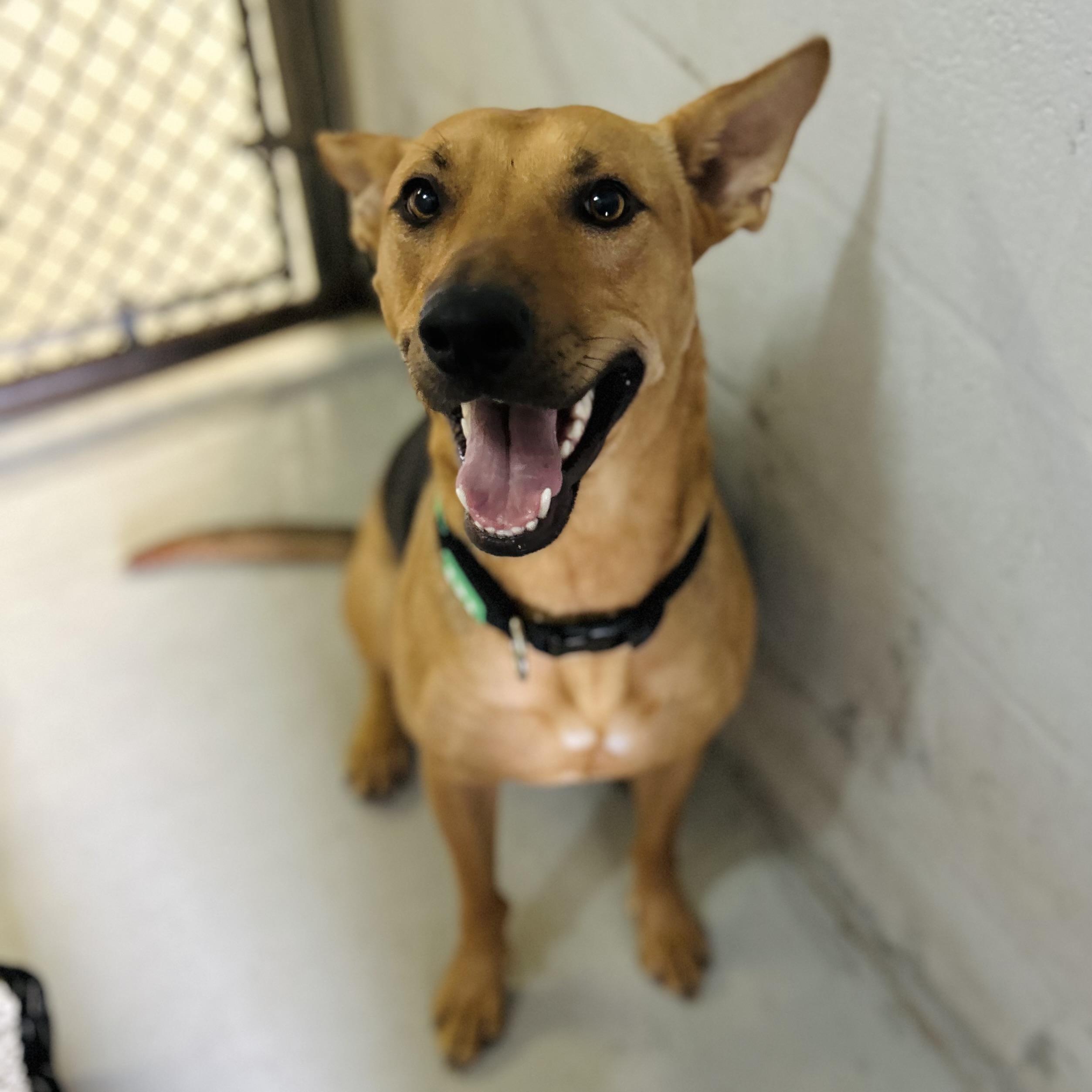 Scoob, ADOPTABLE, Young Female Shepherd.