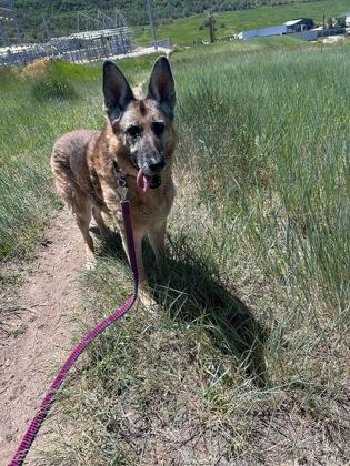 Lirra, ADOPTABLE, Senior Female German Shepherd Dog.