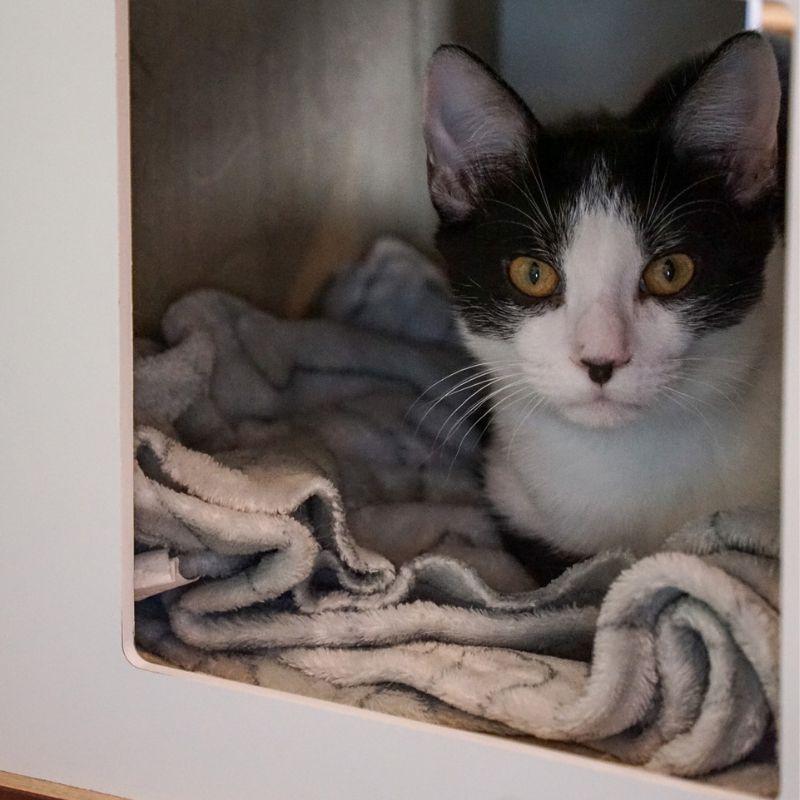 Enlarge Jam, a Adoptable Domestic Short Hair in Jackson, WY image 2/3