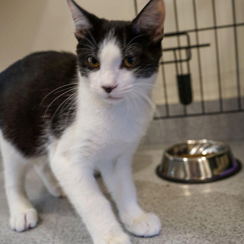 Jam, Adoptable, Young Male Domestic Short Hair.