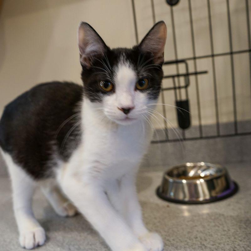 Enlarge Jam, a Adoptable Domestic Short Hair in Jackson, WY image 3/3