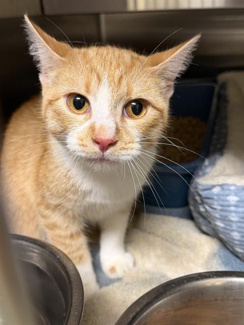 LUCY, Adoptable, Kitten Female Domestic Short Hair.