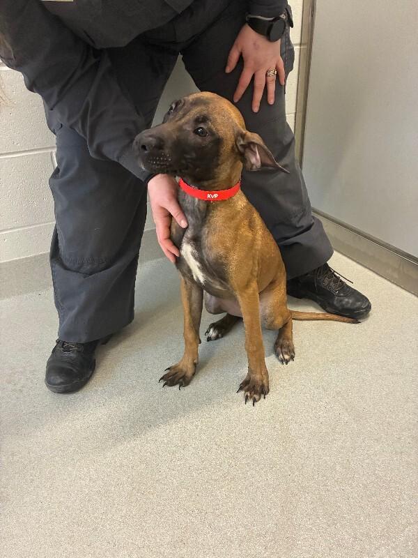 Enlarge Aida, a Adoptable Mixed Breed in Rochester, NY image 1/1
