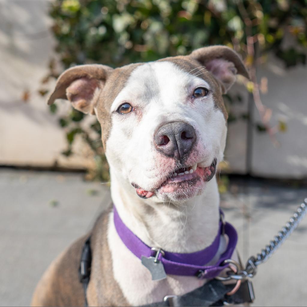Cherie, a Adoptable mixed breed in New York, NY image 1/6
