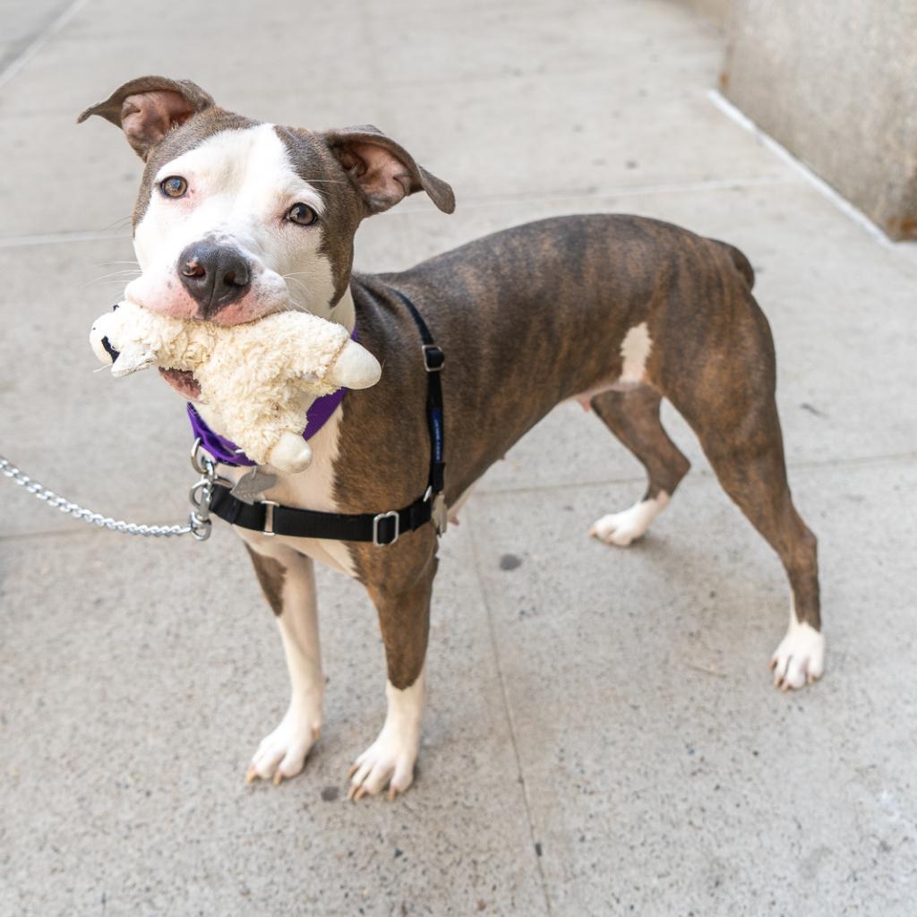 Cherie, a Adoptable mixed breed in New York, NY image 2/6